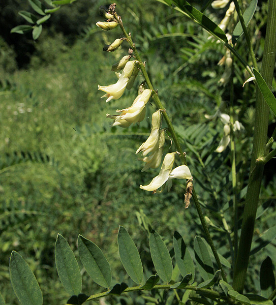 Image of Astragalus galegiformis specimen.
