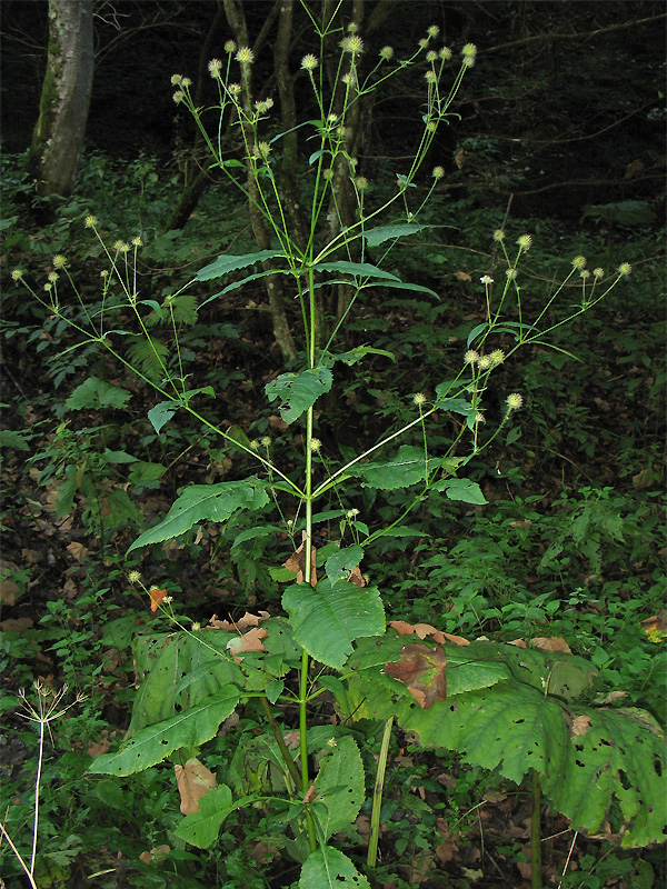 Изображение особи Dipsacus pilosus.