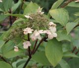 Hydrangea paniculata. Соцветие и листья. Приморье, Владивосток, Ботанический сад. 23.08.2009.