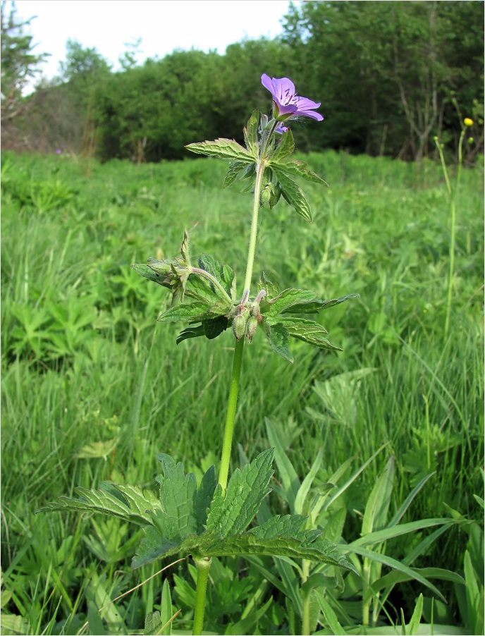 Image of Geranium sylvaticum specimen.