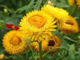 Xerochrysum bracteatum. Верхушка растения с соцветиями (культивар). Московская обл., Раменский р-н, окр. дер. Хрипань, дачный участок. 20.08.2003.