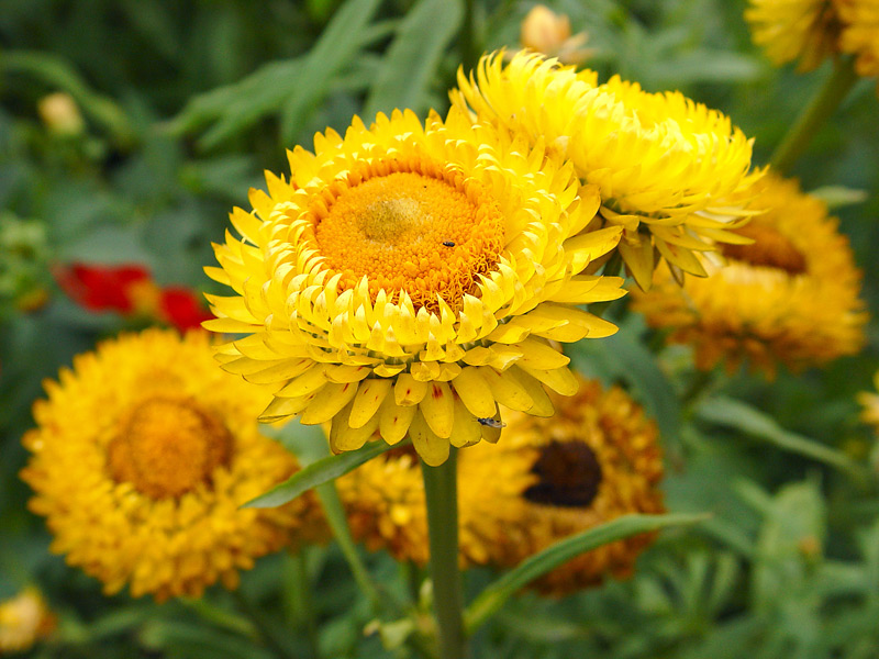 Image of Xerochrysum bracteatum specimen.