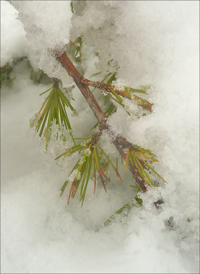 Изображение особи Cedrus deodara.