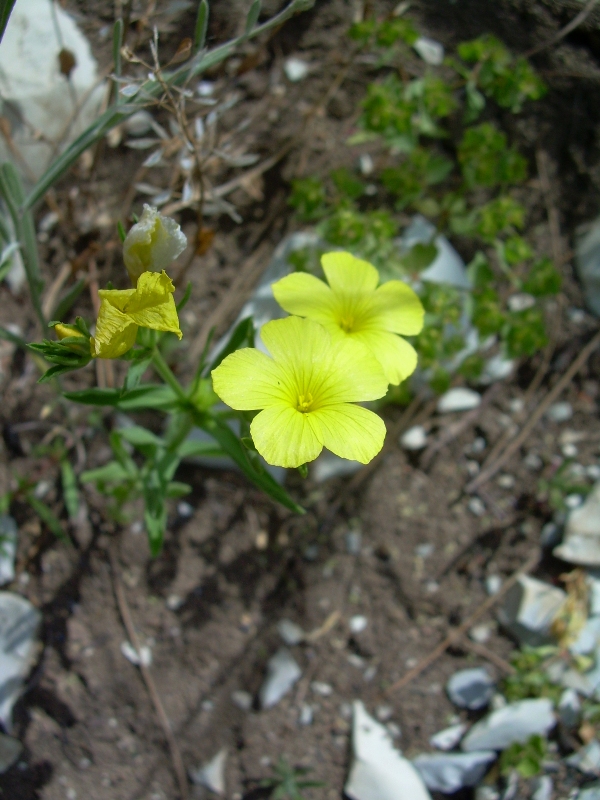 Изображение особи Linum nodiflorum.