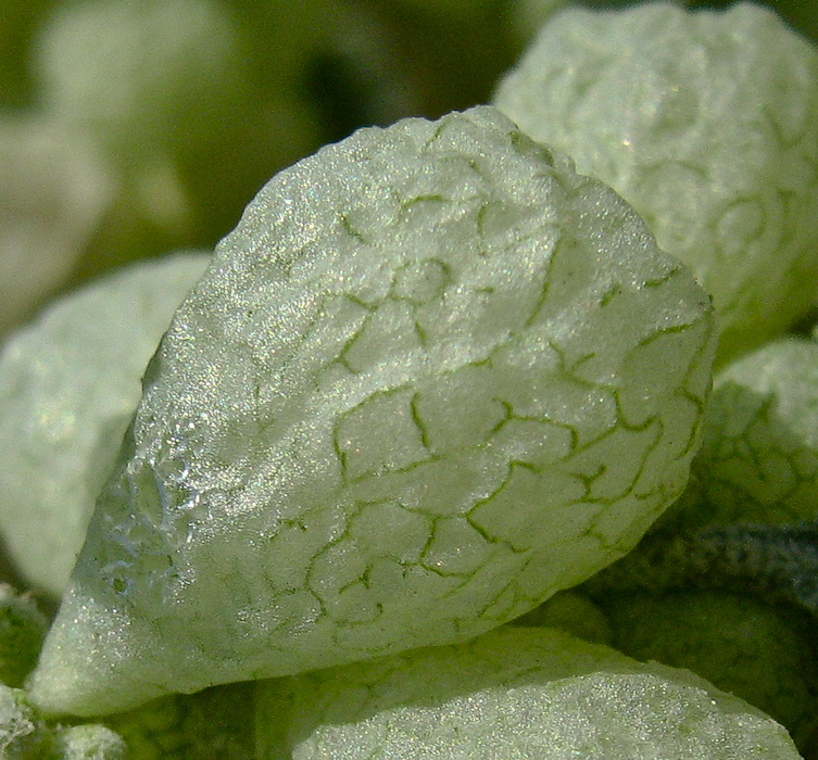 Image of Atriplex holocarpa specimen.