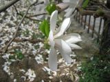 Magnolia × loebneri. Верхушка побега с цветком. Южный берег Крыма, Никитский ботанический сад. 18 апреля 2012 г.