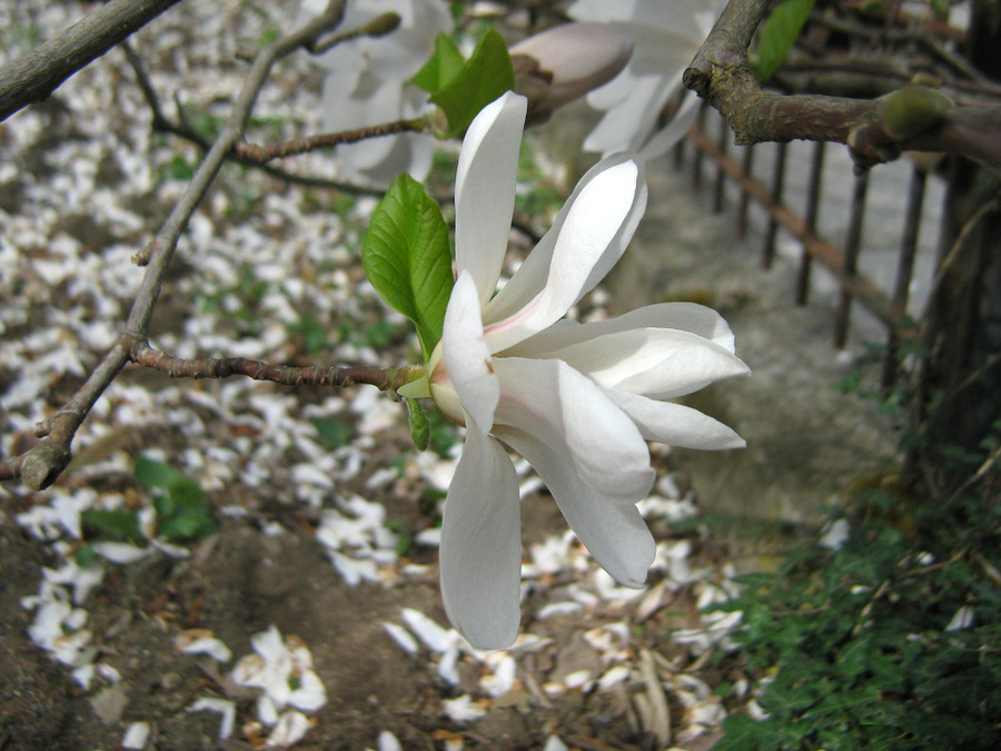 Image of Magnolia × loebneri specimen.