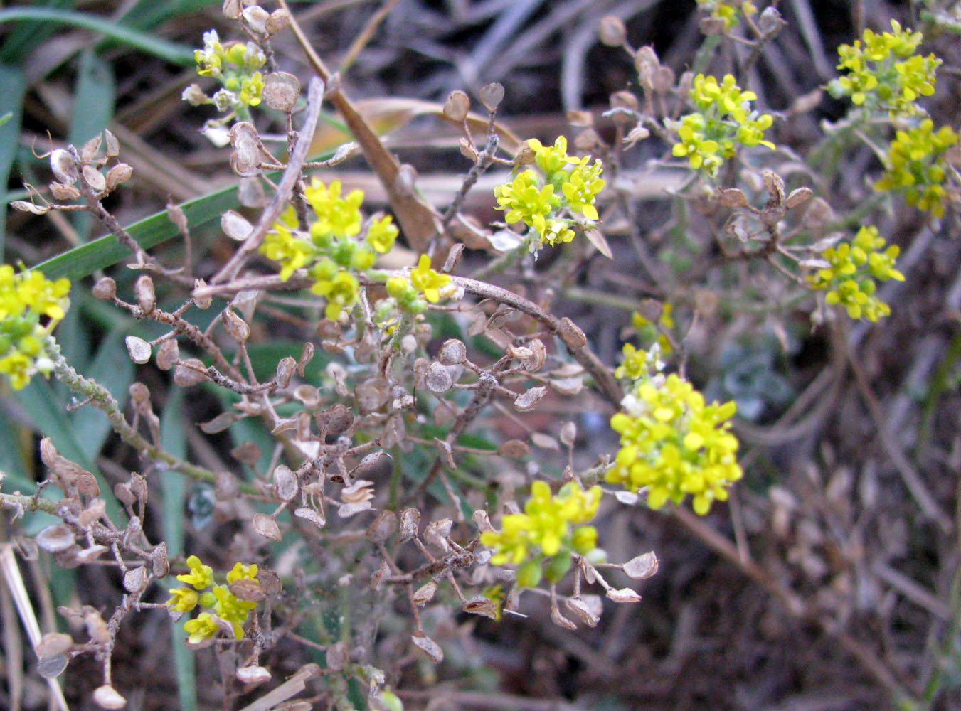 Image of Odontarrhena borzaeana specimen.