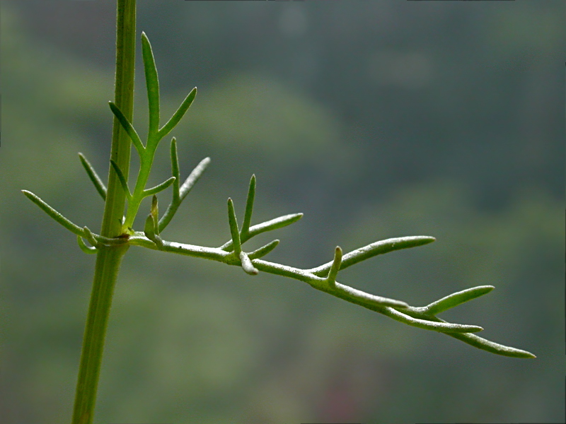 Image of Matricaria recutita specimen.
