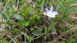 Viola lactea