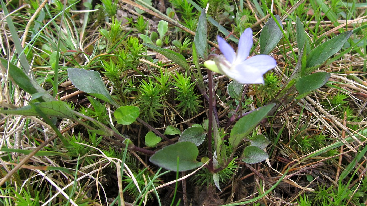 Изображение особи Viola lactea.