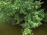 Pyrus pyraster. Плодоносящее растение на берегу водоёма. Курская обл., г. Железногорск, берег вдхр. на р. Погарщина. 5 июля 2007 г.