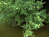 Pyrus pyraster. Плодоносящее растение на берегу водоёма. Курская обл., г. Железногорск, берег вдхр. на р. Погарщина. 5 июля 2007 г.