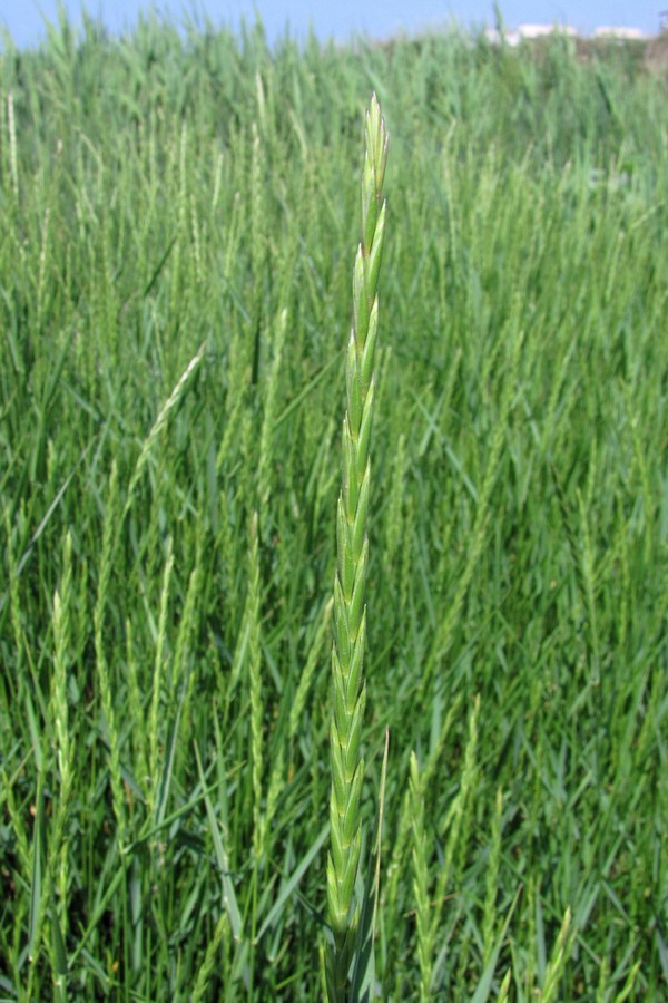 Image of Elytrigia repens specimen.