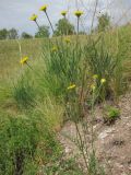 Tanacetum sclerophyllum. Цветущее растение. Татарстан, г. Бавлы, каменистый склон. 27.05.2012.