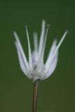Allium ledebourianum
