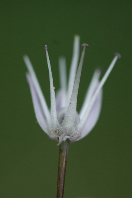 Изображение особи Allium ledebourianum.