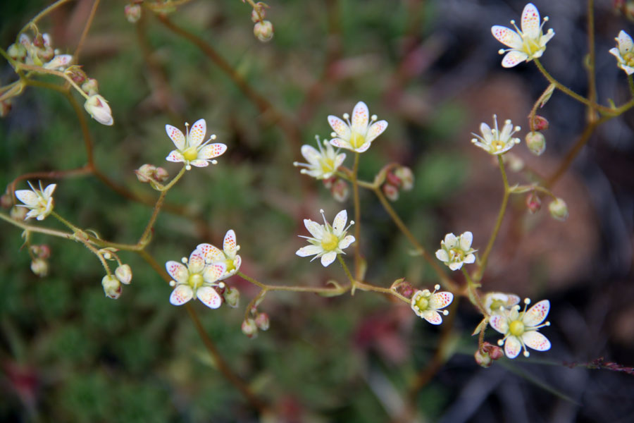 Image of Saxifraga spinulosa specimen.