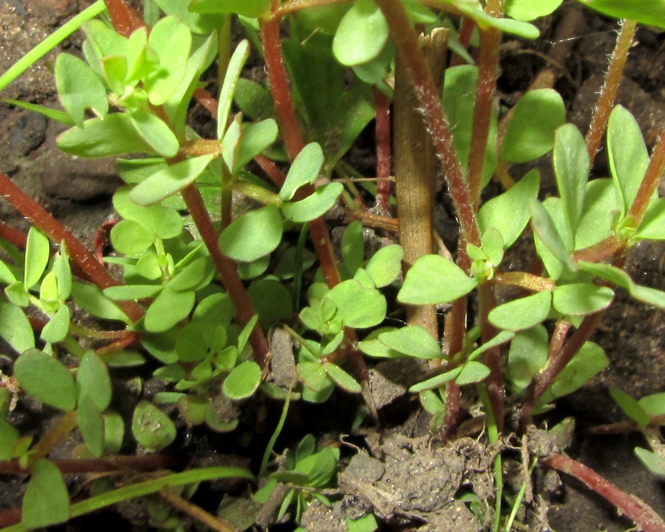 Image of Lotus peczoricus specimen.