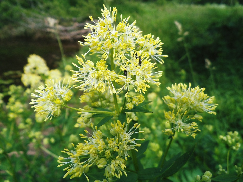 Изображение особи Thalictrum flavum.