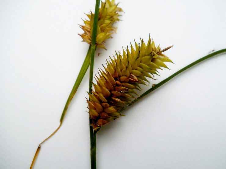 Image of Carex vesicaria specimen.