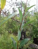 Salix phylicifolia