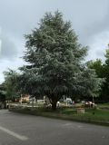 Cedrus atlantica