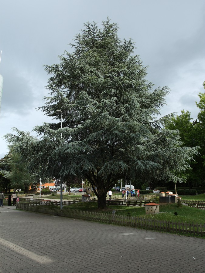 Изображение особи Cedrus atlantica.