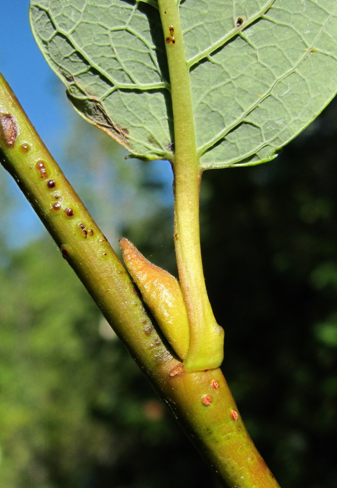 Изображение особи Salix phylicifolia.