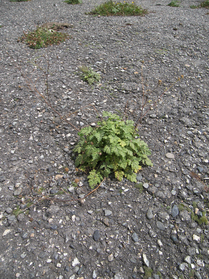 Image of Pyrethrum demetrii specimen.