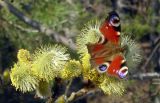 Salix caprea. Мужские соцветия с перезимовавшей бабочкой Aglais io (павлиний глаз дневной). Подмосковье, окр. г. Звенигорода, дер. Луцино, лесопосадка. Апрель 2009 г.