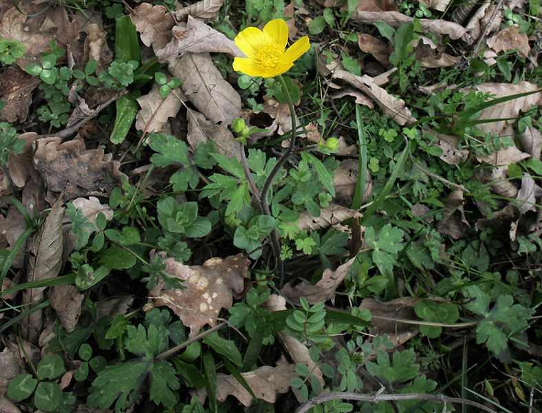 Image of Ranunculus grandiflorus specimen.