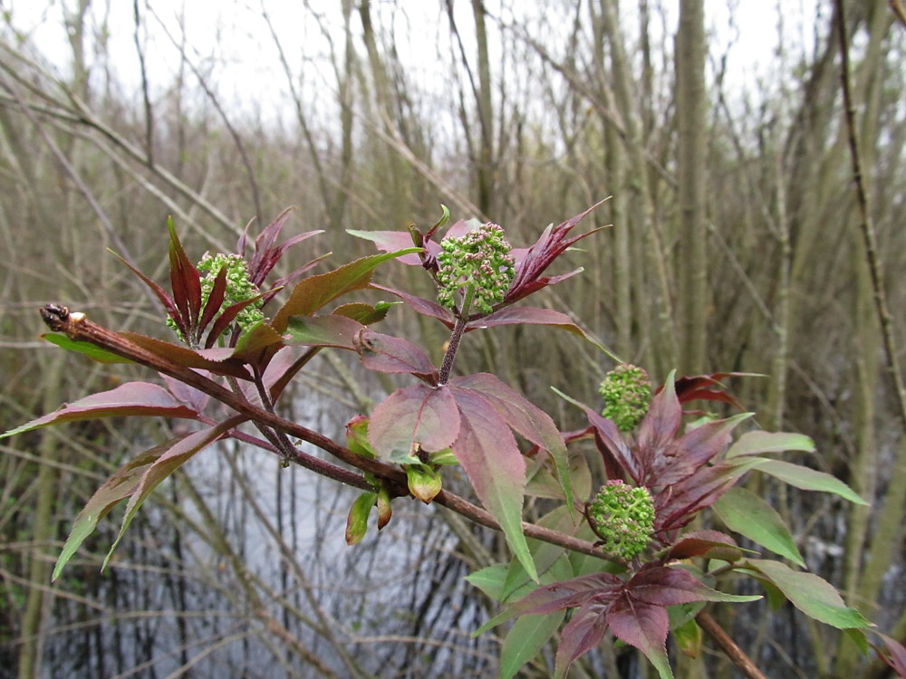 Изображение особи Sambucus racemosa.