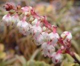 Gaultheria colensoi