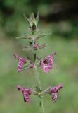 Stachys sylvatica