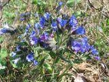 Pulmonaria angustifolia