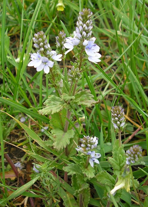 Изображение особи Veronica prostrata.