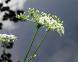 Thyselium palustre. Соцветия с цветками и завязавшимися плодами. Ленинградская обл., окр. пос. Комарово. 25 августа 2012 г.