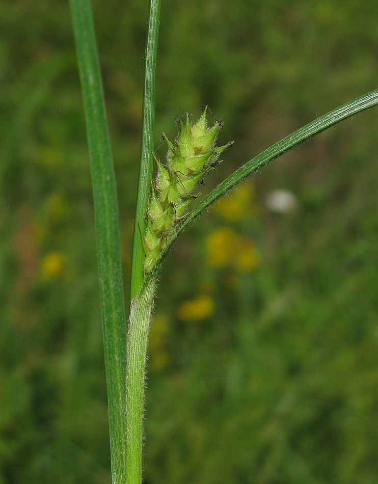 Изображение особи Carex hirta.