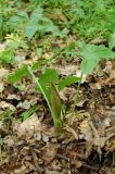 Arum besserianum