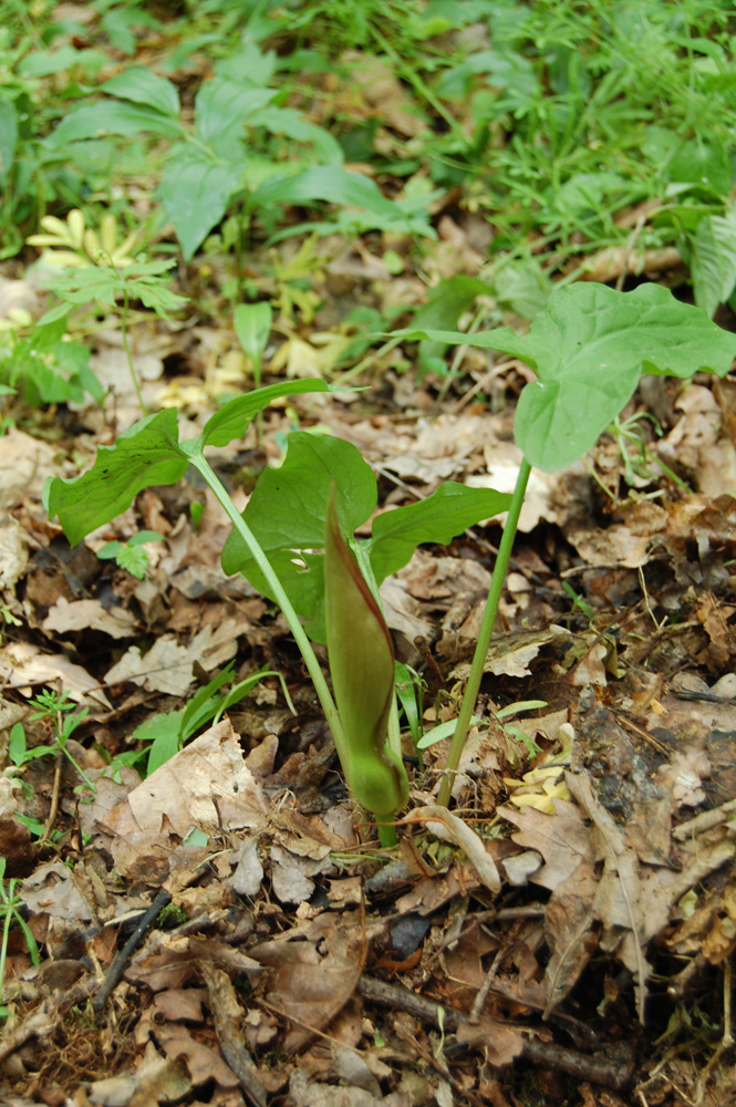 Изображение особи Arum besserianum.