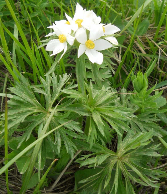 Изображение особи Anemonastrum fasciculatum.