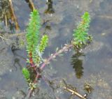 Hippuris × lanceolata