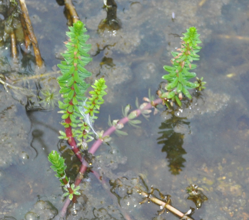 Image of Hippuris &times; lanceolata specimen.