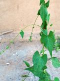 Fallopia convolvulus