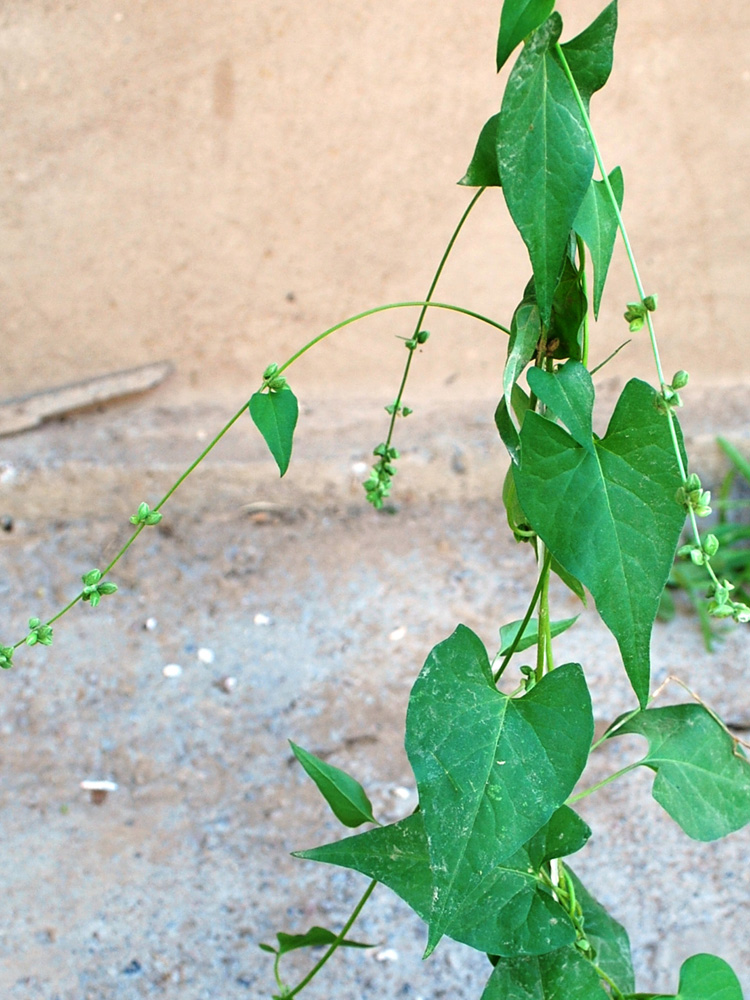 Image of Fallopia convolvulus specimen.
