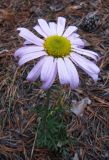 Chrysanthemum zawadskii