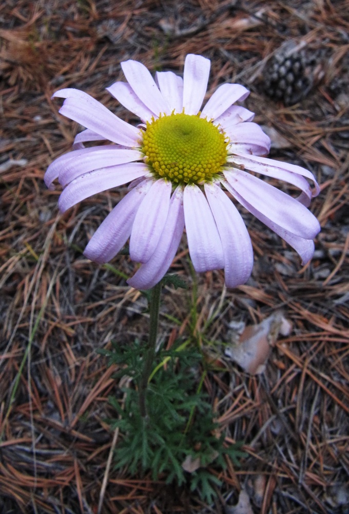 Image of Chrysanthemum zawadskii specimen.