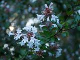 Abelia × grandiflora