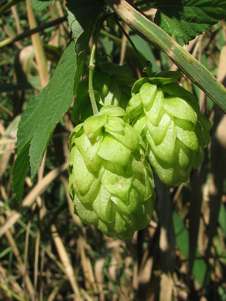 Изображение особи Humulus lupulus.